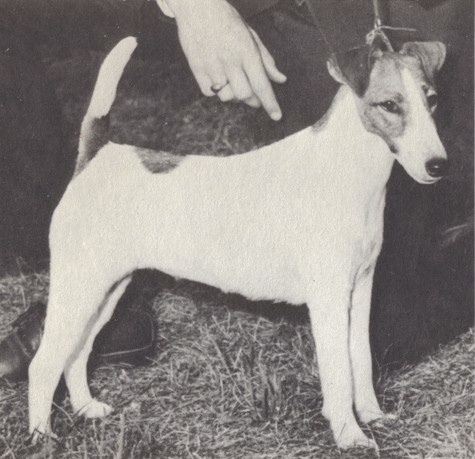 Handful's Jerri-Belle | Smooth Fox Terrier 