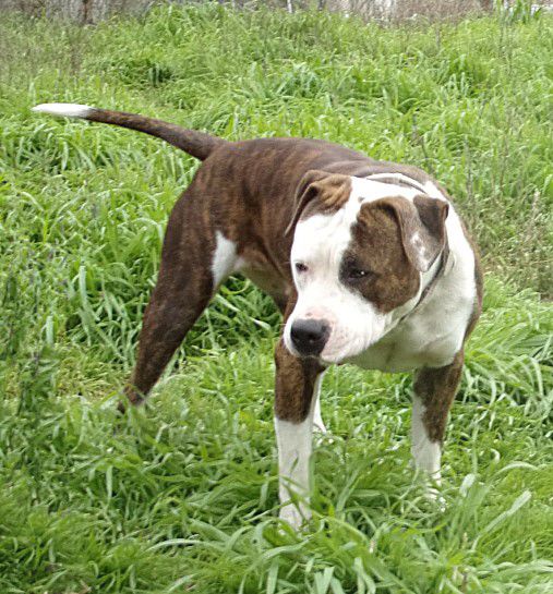 Delilah's Tacoma Dream of X-Cessive-Volition | American Staffordshire Terrier 