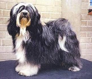 ALILAH TALLULAH AT SNOROMA | Tibetan Terrier 