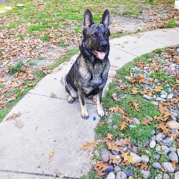Coca Vom Kustenwache | German Shepherd Dog 