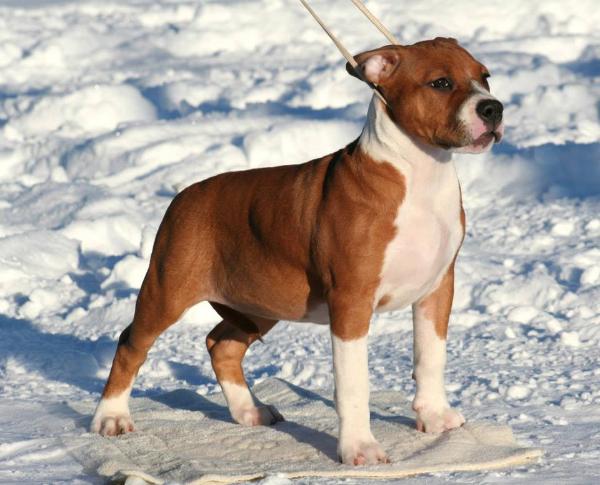 Golden Falcon Felicita | American Staffordshire Terrier 