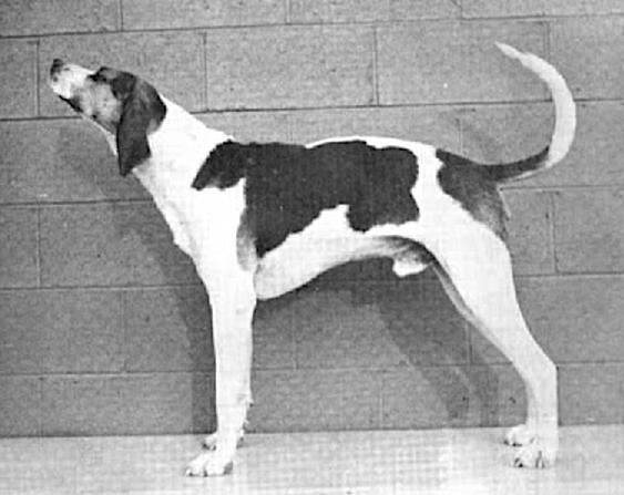 Arnold's Sport | Treeing Walker Coonhound 