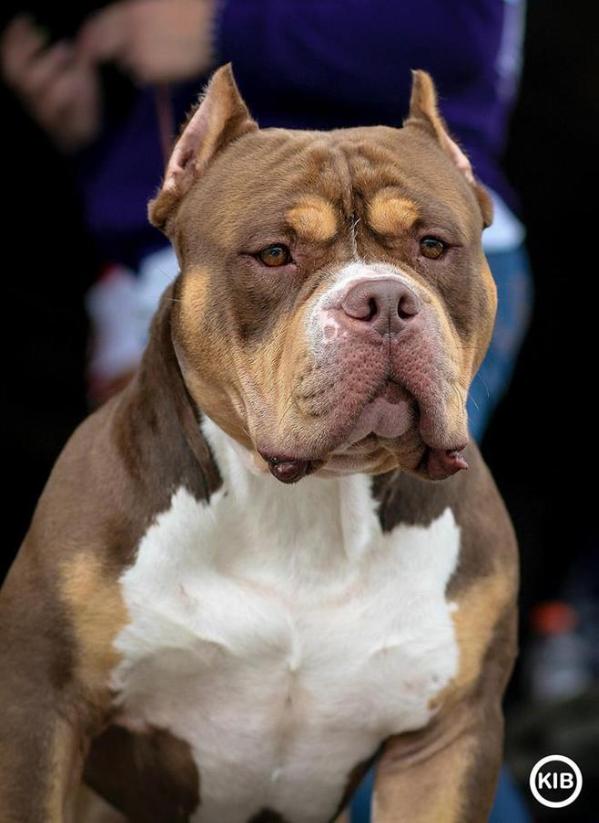 B.A. baracus | American Pit Bull Terrier 