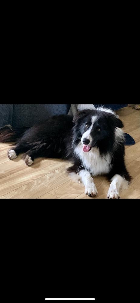 Stirling Bridge’s Bad Moon Rising | Border Collie 