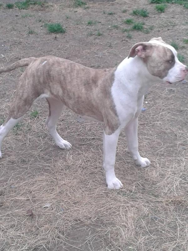 lejabulls Red hot rinky dinx | American Bulldog 