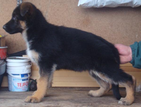 Szeged-Vidéki Dalma | German Shepherd Dog 