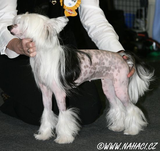 She Sings Soprano N'Co | Chinese Crested 