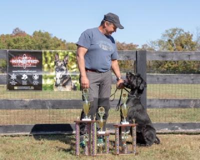 Loki vom Hexenwald | Giant Schnauzer 