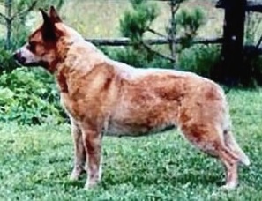Reddenblu's I Believe In Angels | Australian Cattle Dog 