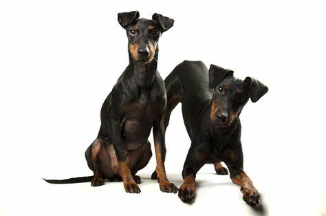 	Manchester Terrier (Toy)