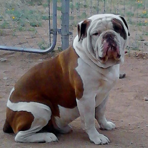 Matador's Mugshot | Olde English Bulldogge 