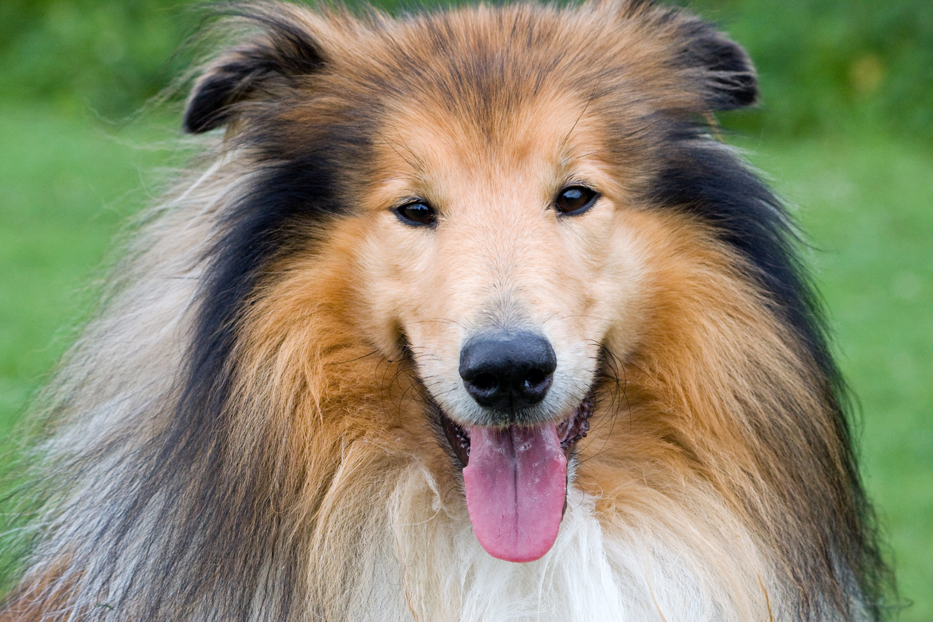 Rough Collie