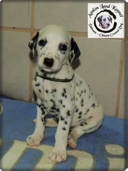 Sherlock Holmes of Avalon Land | Dalmatian 