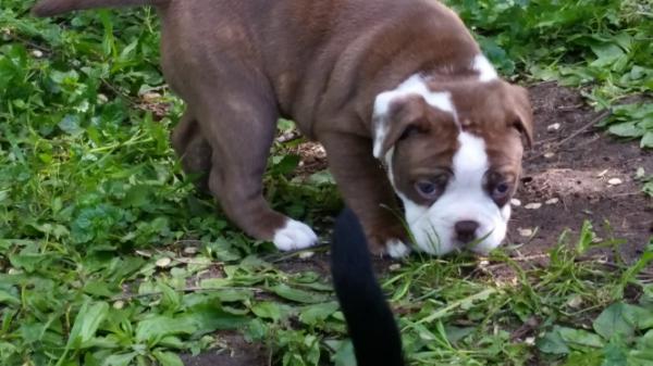 Shoreline's Mohs | Olde English Bulldogge 