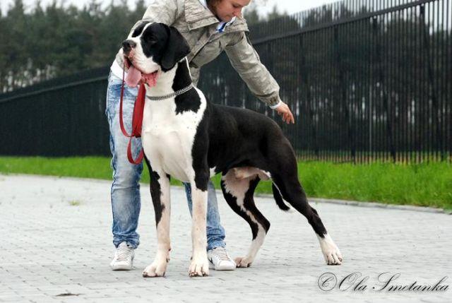 DONNIE DARKO DEL CASTELLO DELLE ROCCHE | Great Dane 
