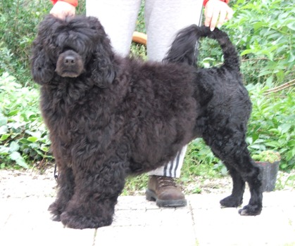 Indiana Jones da Pedra da Anixa | Portuguese Water Dog 