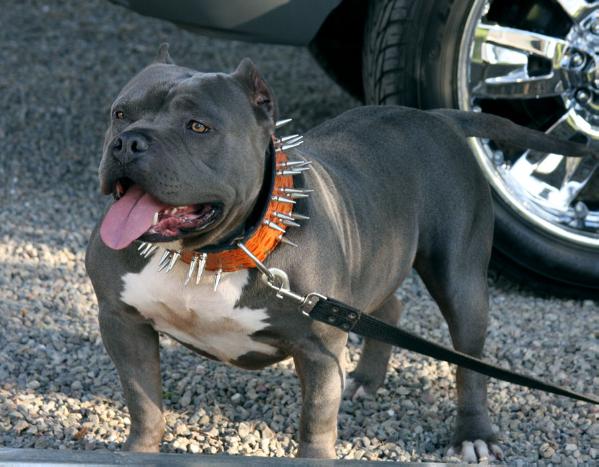 The Savage of Motown Kennels | American Pit Bull Terrier 