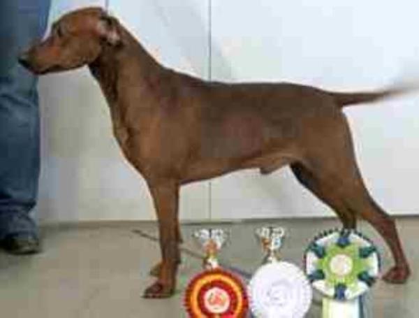 Legacy's MIDAS TOUCH FOR CLEFELL'S | German Pinscher 