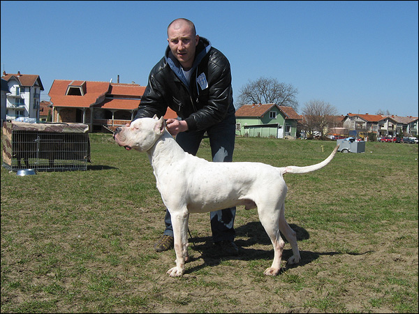 Diabolic El Perro Bianco | Argentine Dogo 