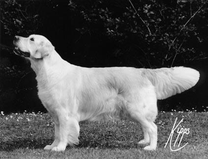 Colbar Summer Mist Of Wheatcroft | Golden Retriever 