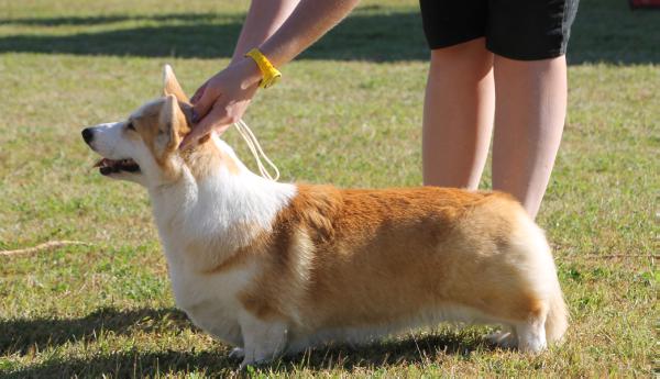 Kirarth Rosie Nite Skye | Pembroke Welsh Corgi 