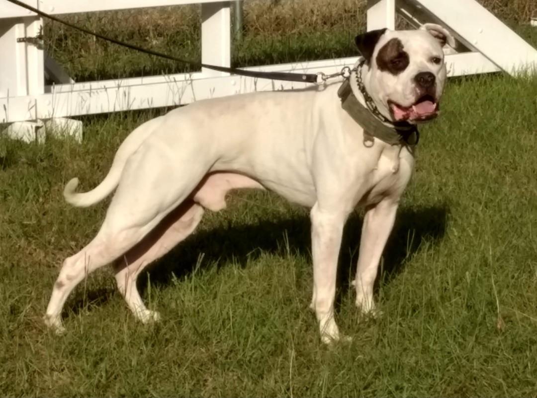 Sandhill's Future Primitive | American Bulldog 