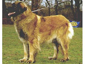 Kiserdei Quira | Leonberger 