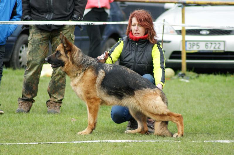 Unica Provocativo | German Shepherd Dog 