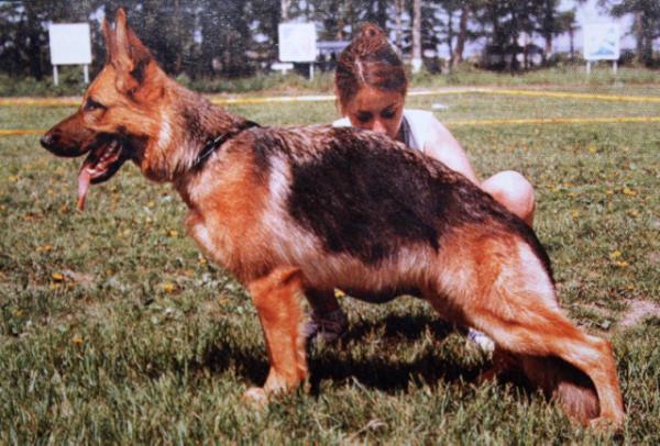Shpil'hof Kvin | German Shepherd Dog 