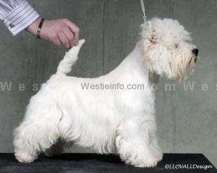 Havasu High Tech | West Highland White Terrier 