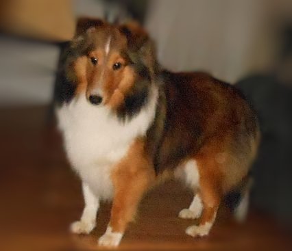 Bakara Jessy Queen | Shetland Sheepdog 