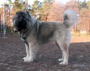 Shamsiya Charan Gordolan | Caucasian Mountain Dog 