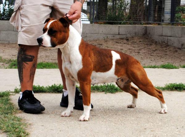 Tiger Tattoo's Hazel O Connor | American Staffordshire Terrier 