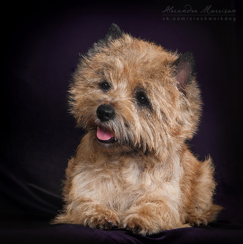 Romance-Jil vom smaragd | Cairn Terrier 