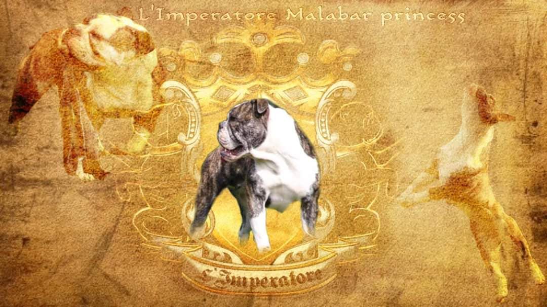 L'Imperatore Malabar Princess | Olde English Bulldogge 