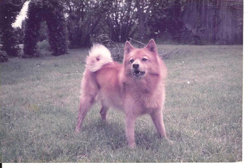 IORRICK de la Cascade des Jarreaux | Finnish Spitz 