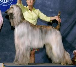 Kasban Somethings Gotta Give | Afghan Hound 