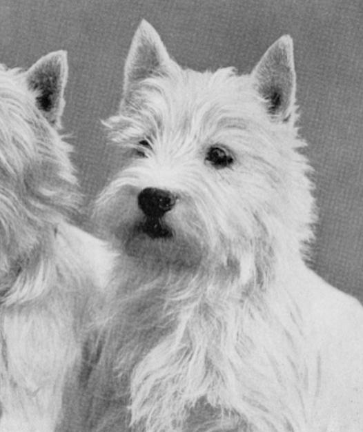 Whitebeam Ana (c.1930s) | West Highland White Terrier 