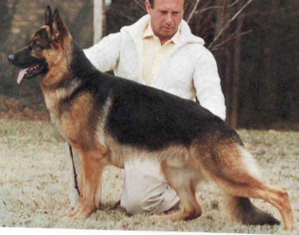 Manto von der Wienerau | German Shepherd Dog 