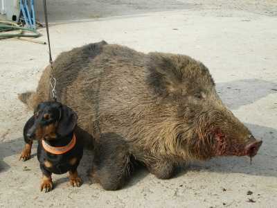Iwan von der Steinmühle | Dachshund 