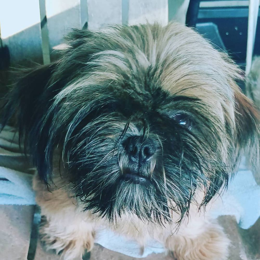 Abby | Shih Tzu 