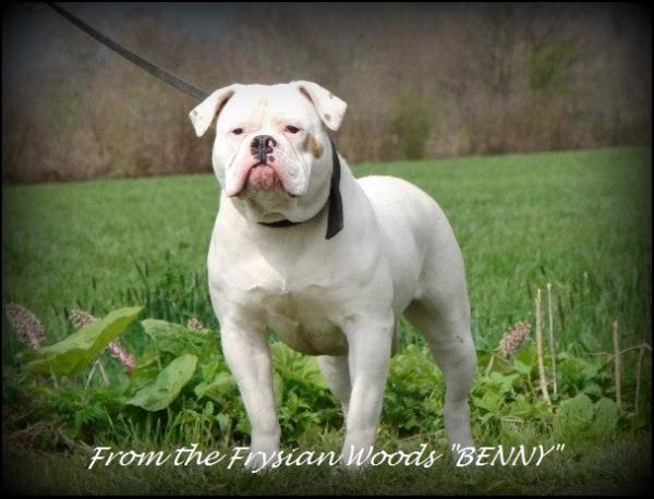 From Frysian Woods BENNY | American Bulldog 