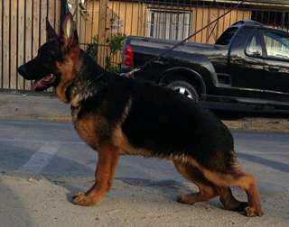 proyecto von haus de la isla | German Shepherd Dog 