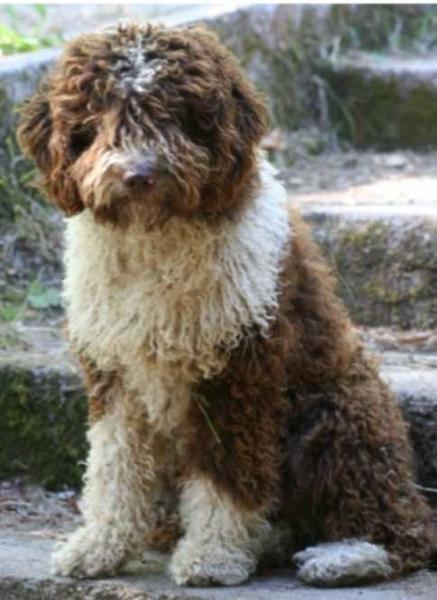 Dexo The Sourannya | Spanish Water Dog 