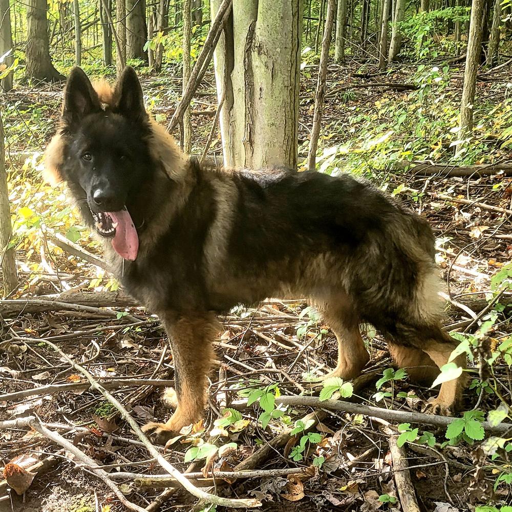 Traugott von den Grauen von Monstab | German Shepherd Dog 