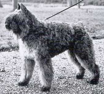 Filette Diana v.d. Overstort | Bouvier des Flandres 