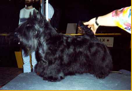 Naomi Koncept | Scottish Terrier 