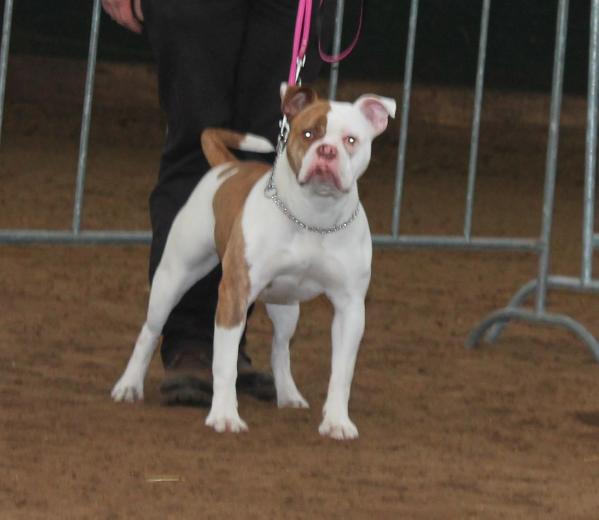 Bulls of crown's miss jade | American Bulldog 