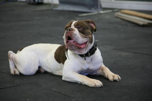 Gargoyle's Radar | Olde English Bulldogge 