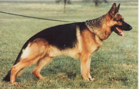 Enno vom Antrefftal | German Shepherd Dog 